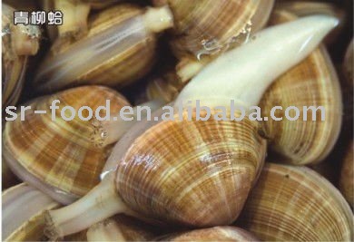 surf  clam