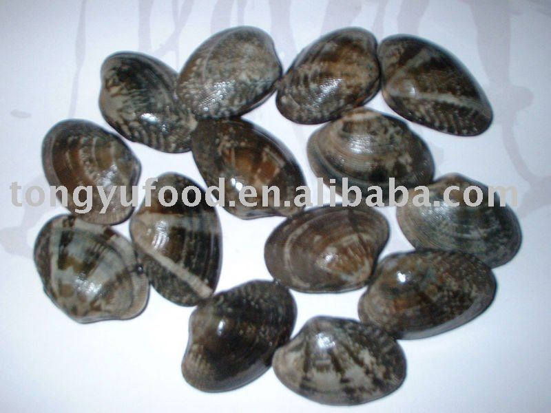 frozen whole cooked baby clam