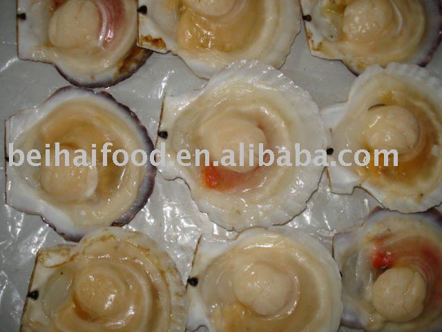 half shell scallop meat (Chlamys farreri )