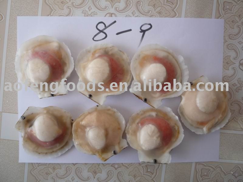 IQF halfshell sea scallop