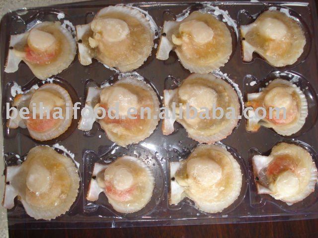 Frozen half-shell scallop