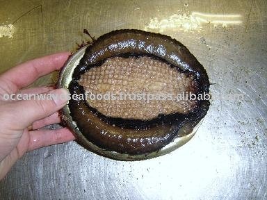 Live Australian Abalone (Haliotis Rubra)