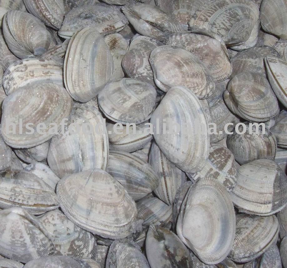 FROZEN SHORT NECKED CLAM
