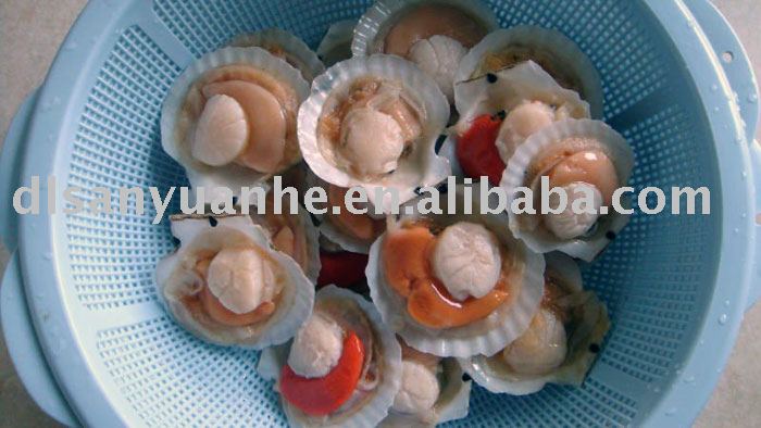 Half shell Scallop