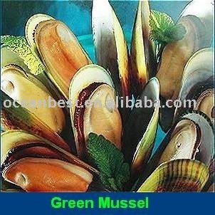 Green Mussel