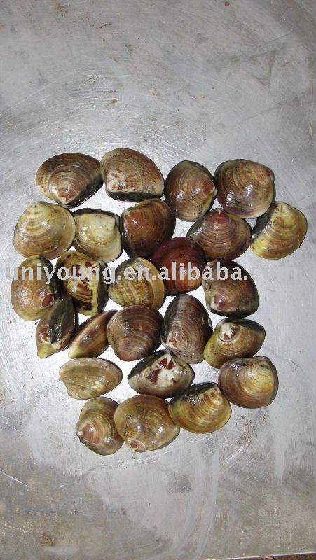 Frozen Cooked Asiatic Hard Clam