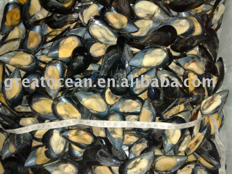 mussel meat