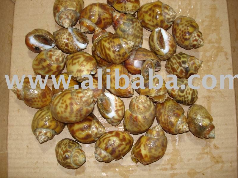 Top Shell BaiGai Shellfish