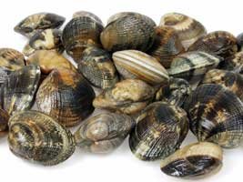 ShellFish