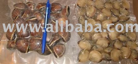  FROZEN   WHOLE  ROUND BROWN  CLAM -MERETRIX MERETRIX