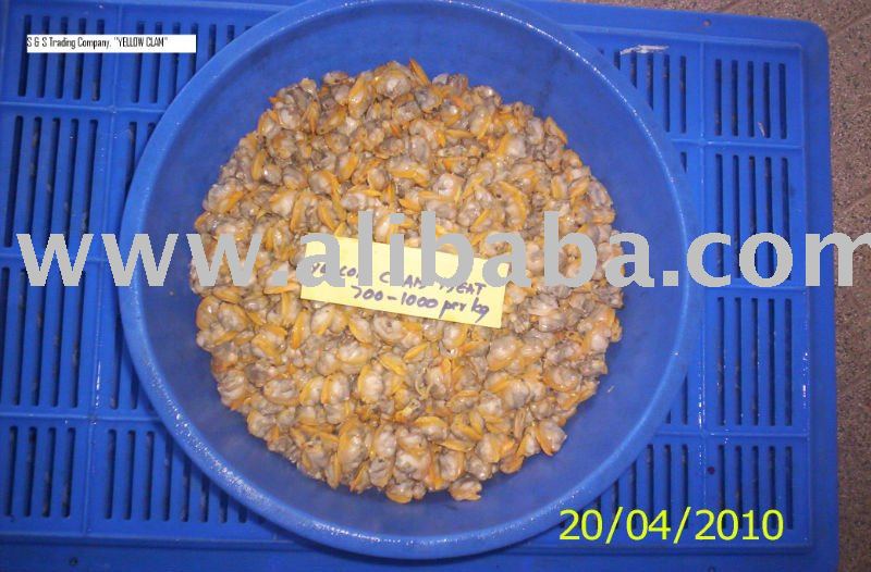 Yellow Clam Meat