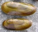 RAZOR CLAM
