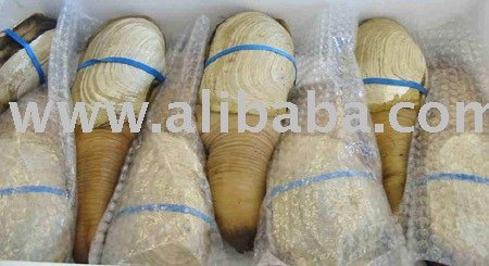 Live wild  geoduck  fresh from the Puget Sound sold to top bidder
