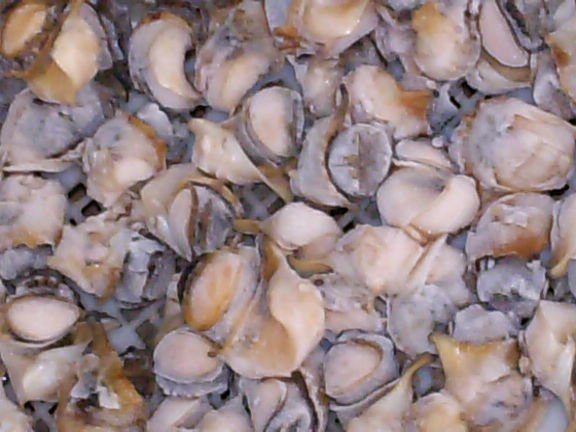 TOP SHELL (tribulus tenuirostrum )