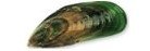 Greenshell mussels