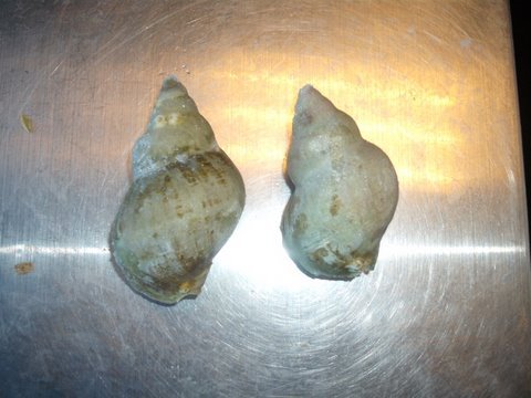 Whelk shell on