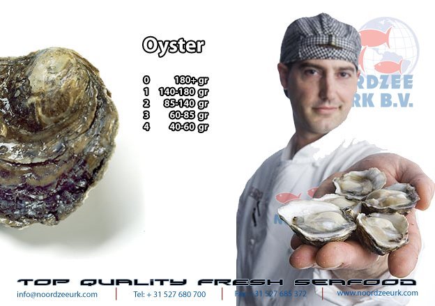 Oysters