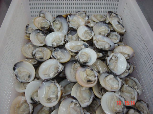  frozen   white   clam 