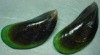GREEN MUSSEL