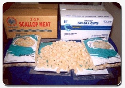 Scallop Meat
