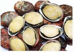 Africa Wild Abalone