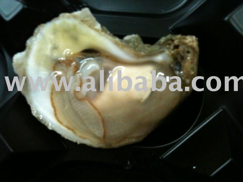 Live Oyster