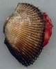 BLOOD CLAM