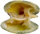 CLAMS