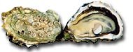 Penn Cove Select Oysters