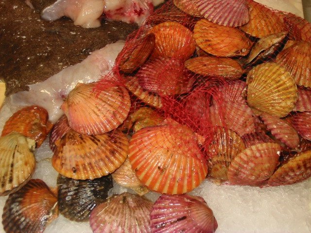  LIVE   SHELLFISH 