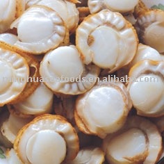 Frozen Boiled Scallops Meat (roe-off)