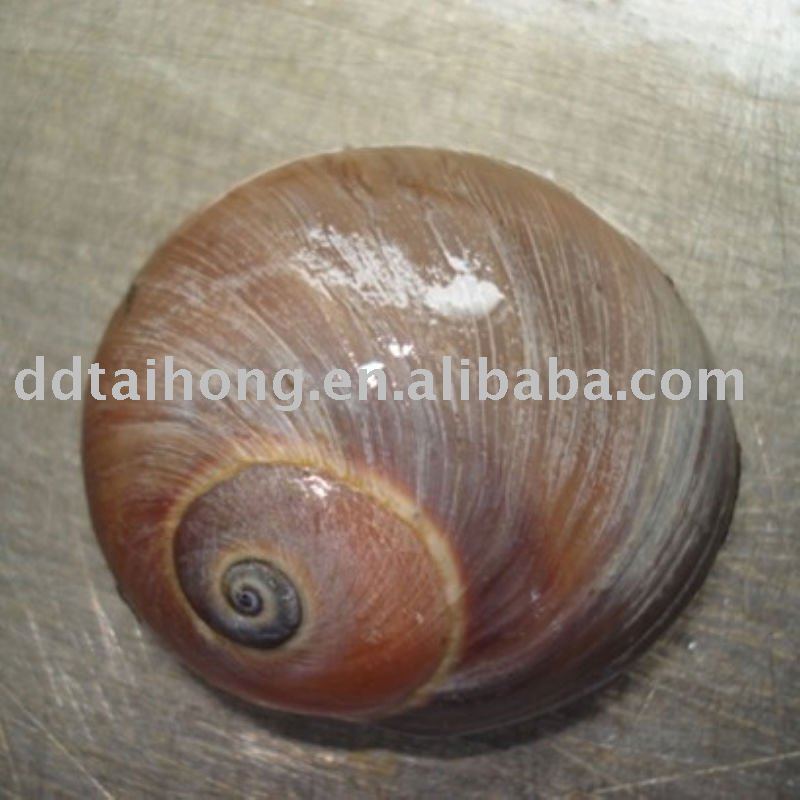 Vacuum Frozen Boiled Moon Snail Meat