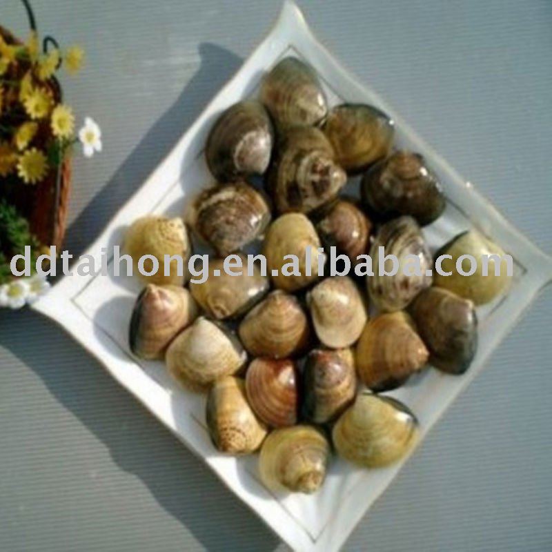 Frozen boiled clam meat  (seafood)