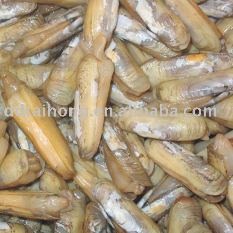 Razor clam  (seafood)
