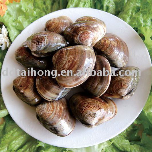 Frozen boiled hard clam Instant food