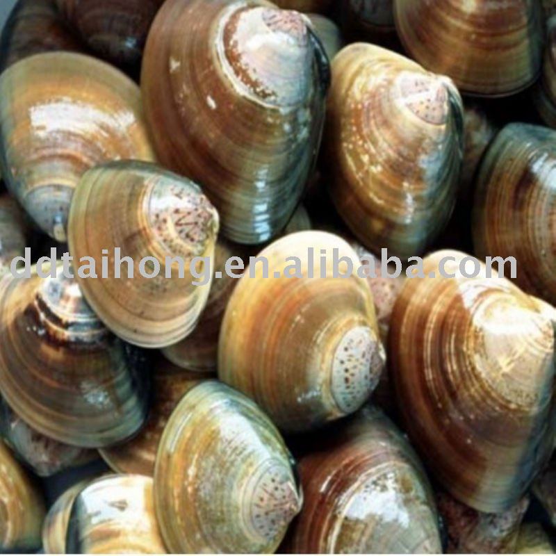 Frozen cooked hard clam meat (Seafood)