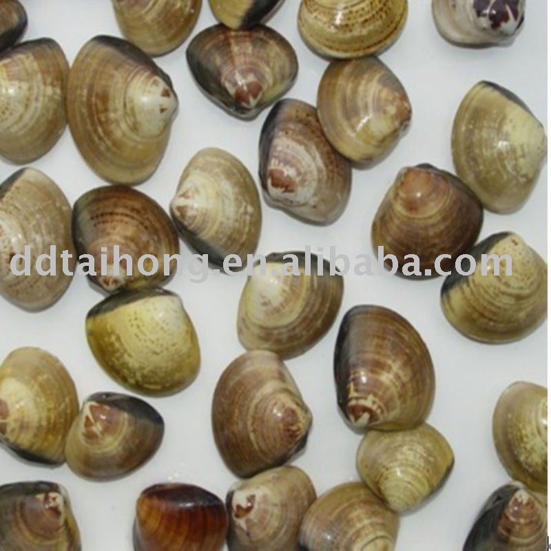 Frozen boiled hard clam meat sea food