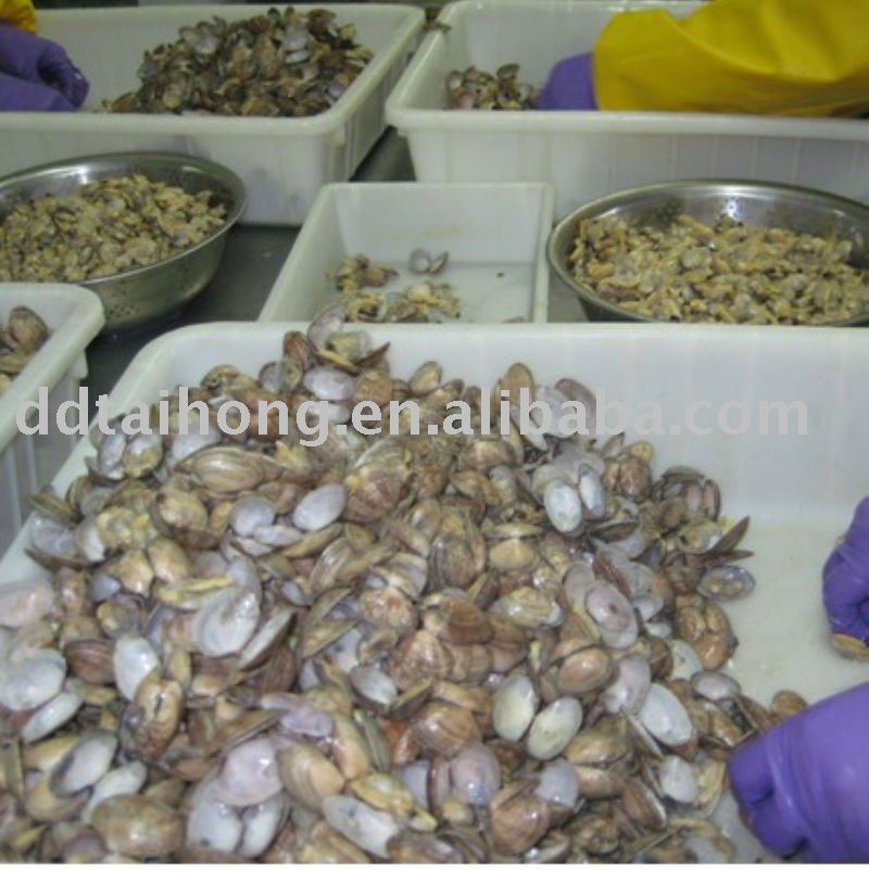 Frozen boiled baby clam (sea food)