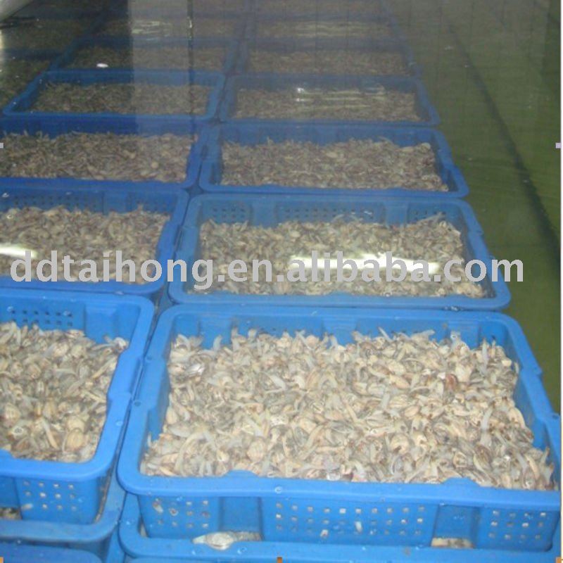  Frozen   boiled   clam   meat  Seafood