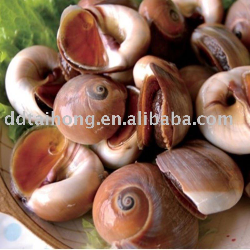 Frozen Cooked Moon Snail Meat