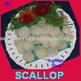 SCALLOP