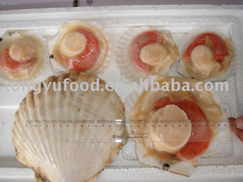 half-shell scallop