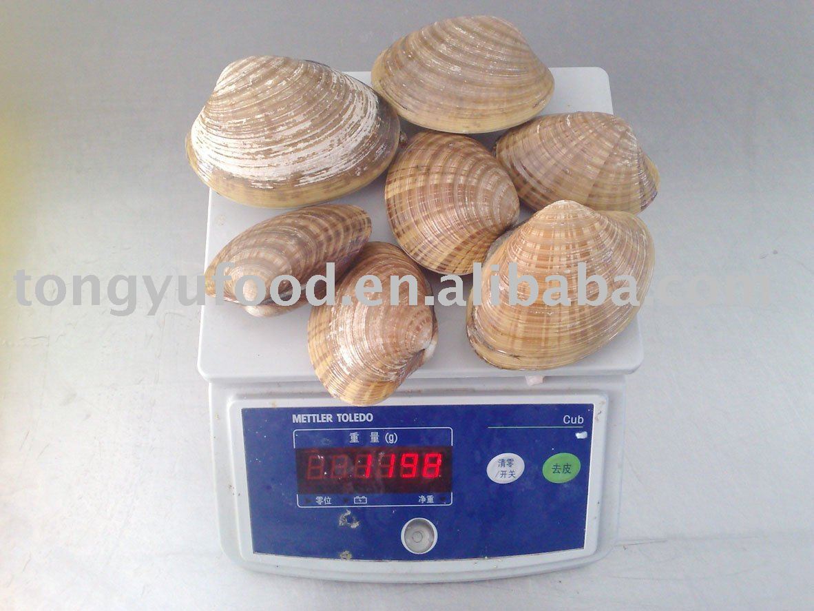  frozen   whole  surf  clam 