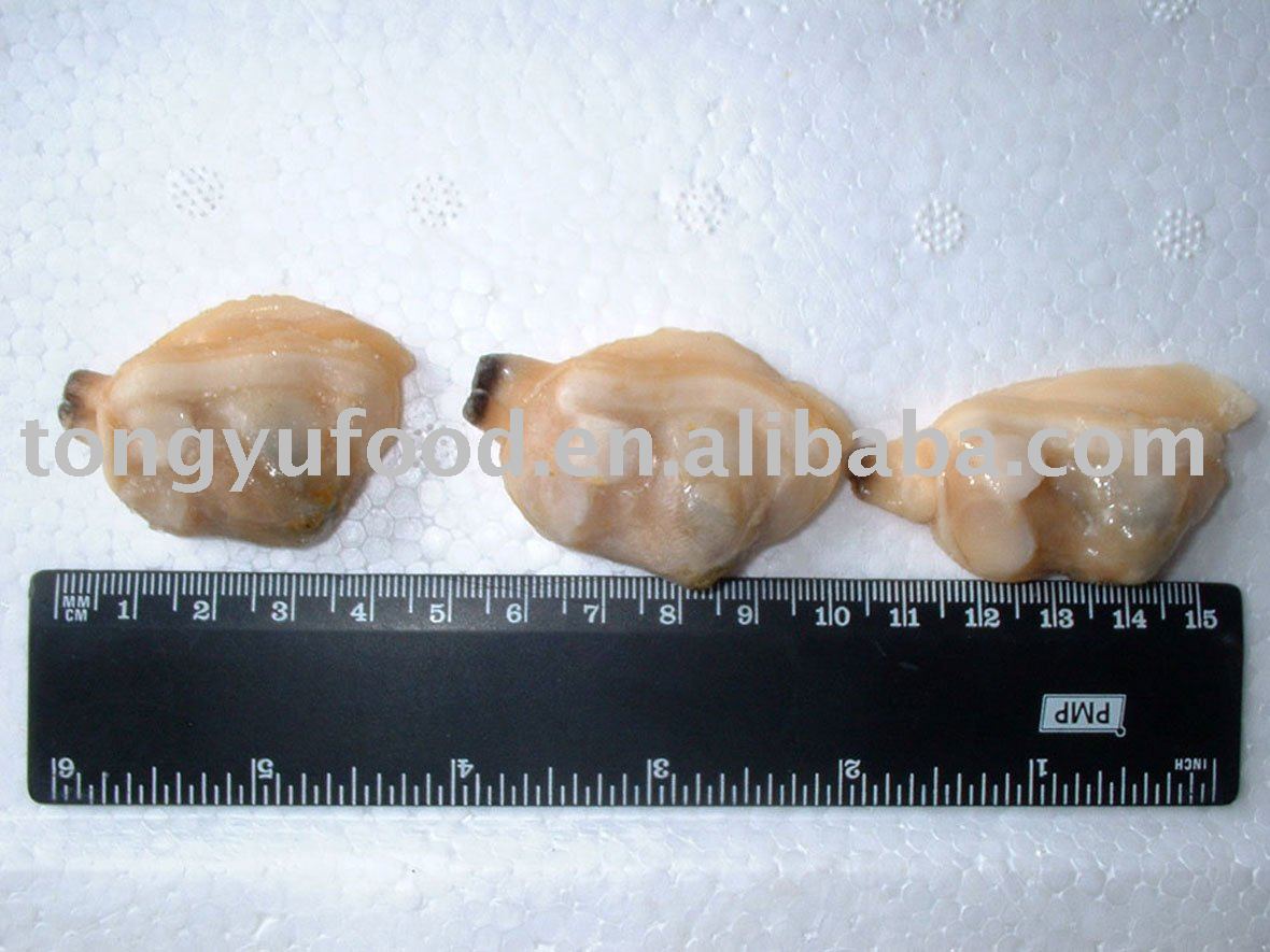 frozen  sea  clam
