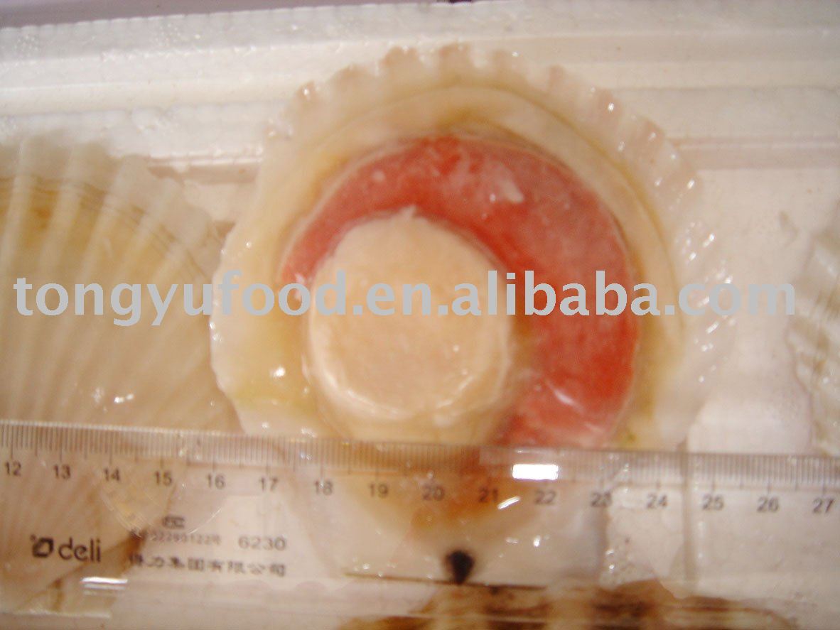 half-shell Ezo scallop