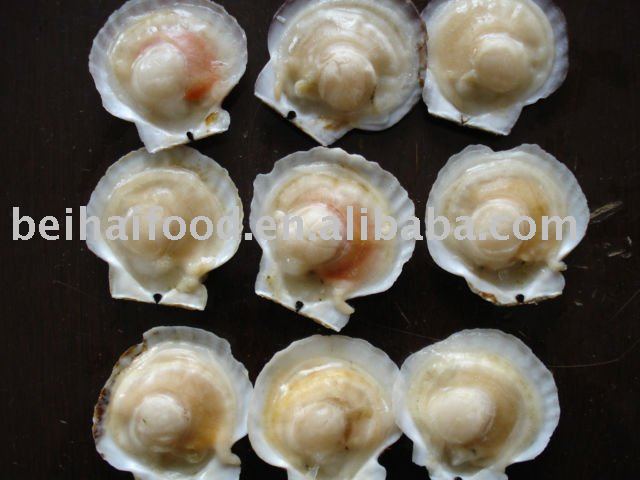 frozen half shell scallop(Patinopecten yesoensis)