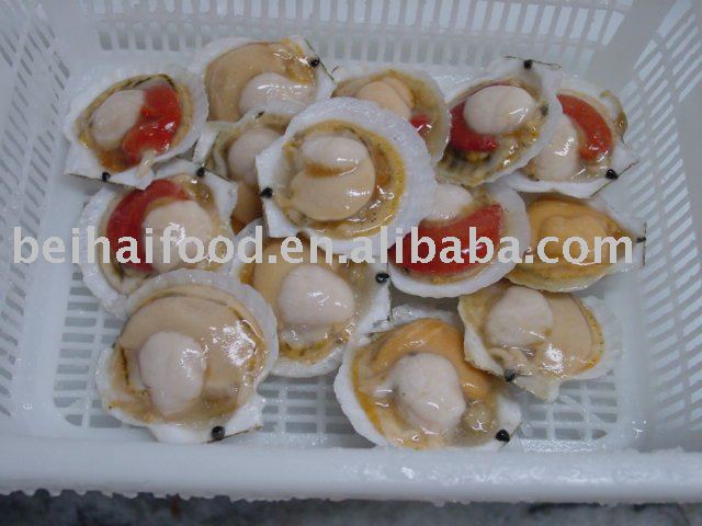 Frozen  Scallop - half - shell  (Patinopecten yessoensis)