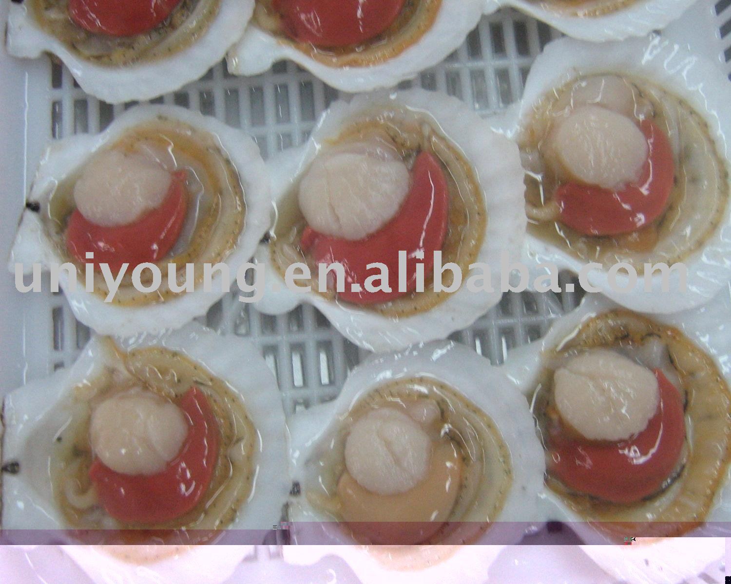 frozen half shell scallop roe on