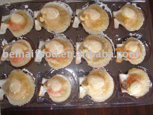 frozen half-shell scallops (Azumapecten Farreri)