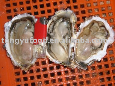 Oyster Half Shell